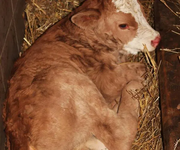 Farnreit * Brixen im Thale