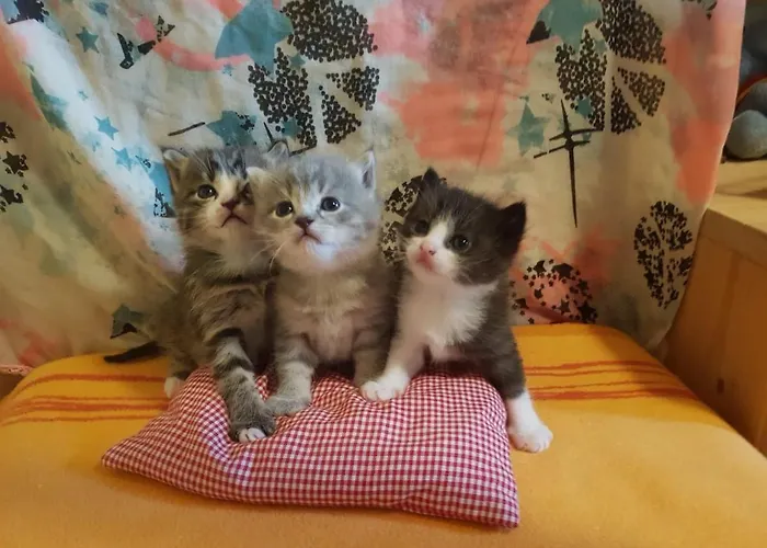 Farnreit Appartamento