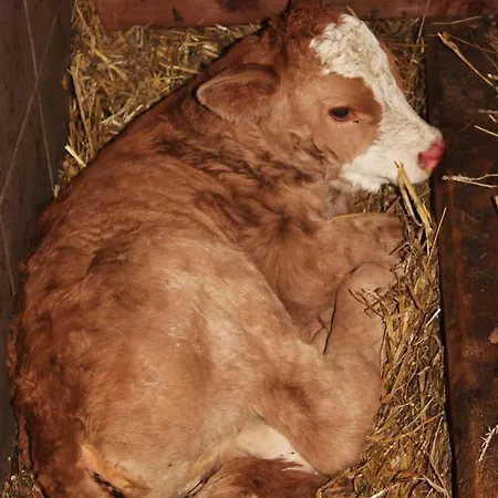 Farnreit * بريكسن ام تاله